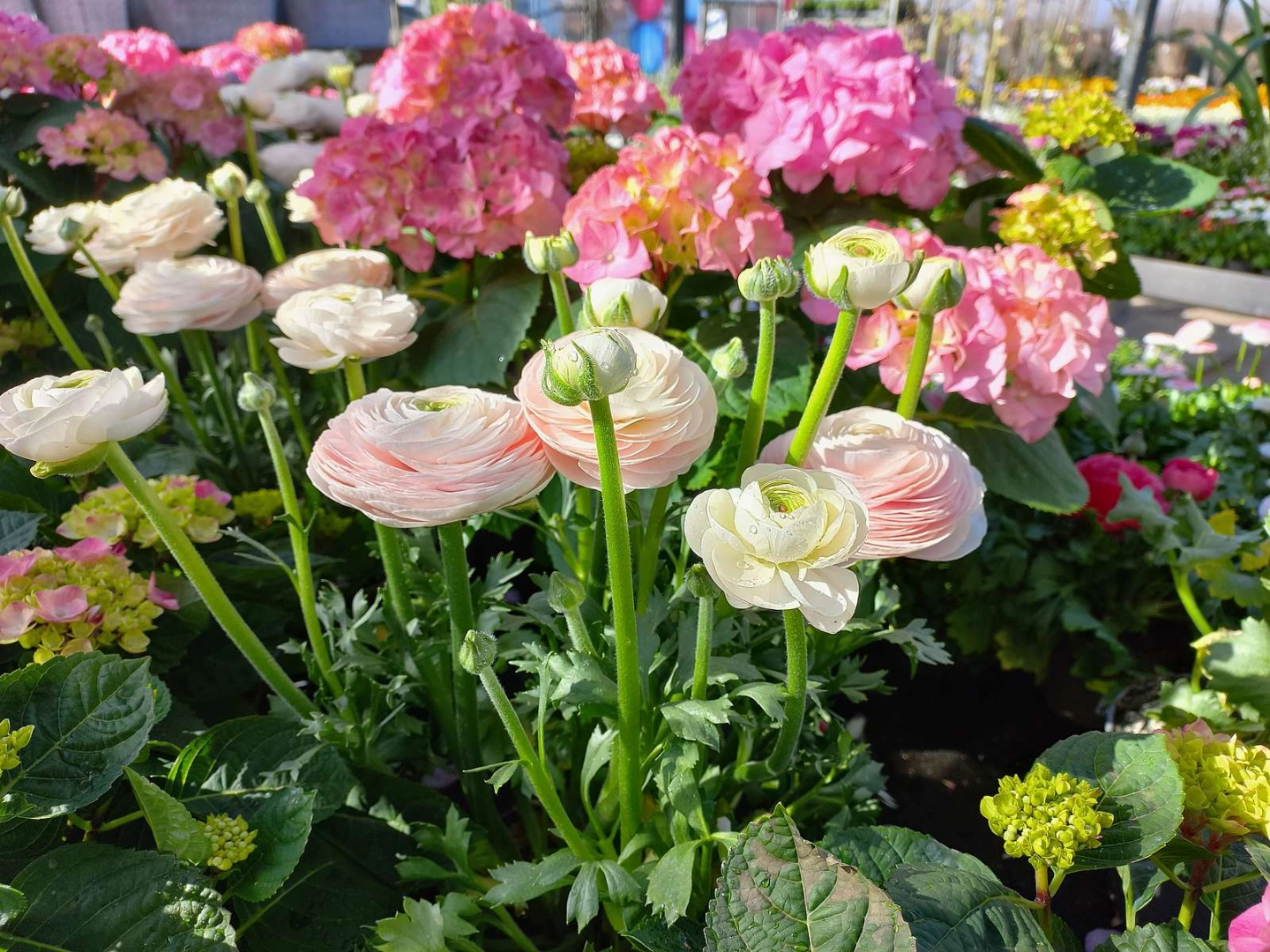 Eröffnung am 24. Februar! meyergarten.de