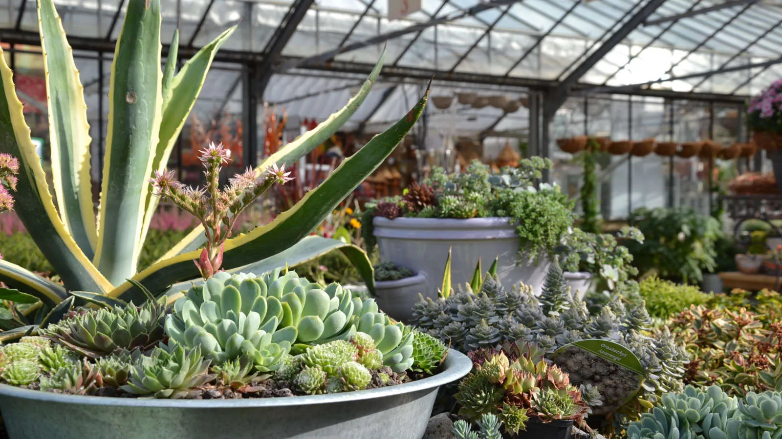 garten-meyer-gaertnerei-landschaftsbau-rundgang-3